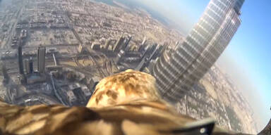 Adler fliegt vom Burj Khalifa hinunter