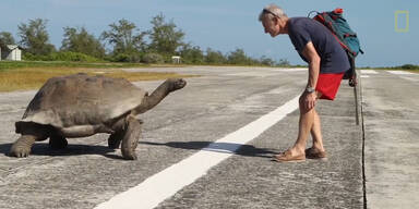 Mann stört Schildkröten bei Paarung