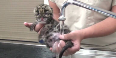 Baby Leopard so groß wie eine Hand