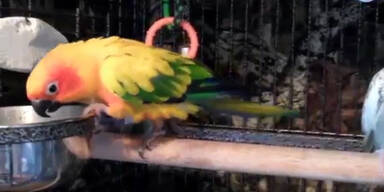Papagei erschreckt vorm eigenen Spiegelbild
