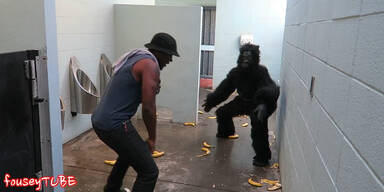 Gorilla wartet am Männerklo