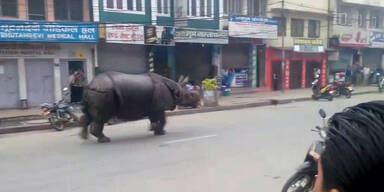 Durch Nepal läuft ein Nashorn