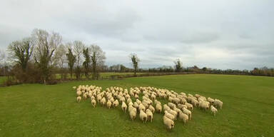 Drohne sammelt Schafe ein