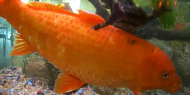 Riesen Goldfisch in einem Aquarium
