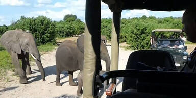 Elefanten Safari in Botswana