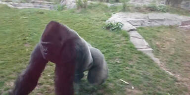 Gorilla attackiert Zoo-Besucher