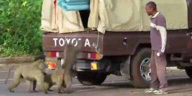 LKW: Überraschender Affenbesuch