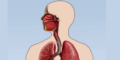 So verstopft der Feinstaub die Lunge