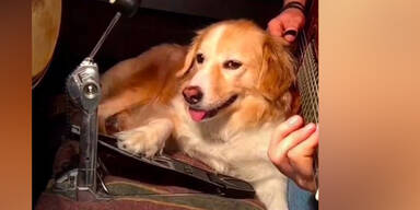 Hund beherrscht jedes Instrument