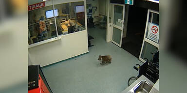 Koala checkt in Spital ein