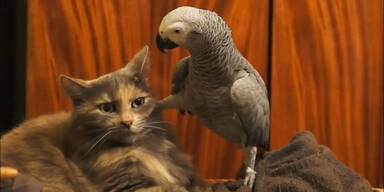 Gelangweilte Katze von Papagei genervt