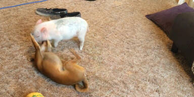Mini-Schwein gegen kleinen Hund