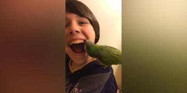 Papagei zieht einen Zahn