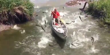 Kanu-Fahrer von Fischen attackiert