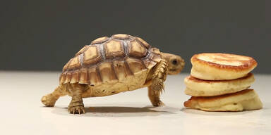 Mini-Schildkröte frisst Mini-Pancakes