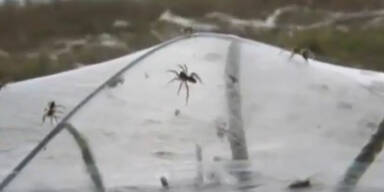 Spinnen-Invasion wie im Horror-Film