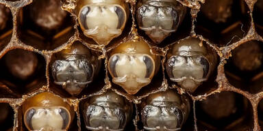 So faszinierend ist eine Bienen-Geburt!