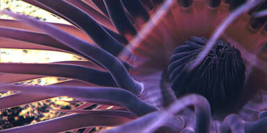 Unglaubliche Unterwasser Kreaturen
