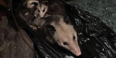 Opossum-Familie lebt in Schrank
