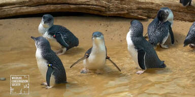 Süße Pinguine spielen im Zoo