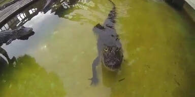 Alligator verwechselt Kamera mit Futter