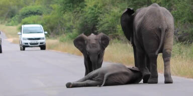 Elefanten-Mutter hilft Elefanten-Baby