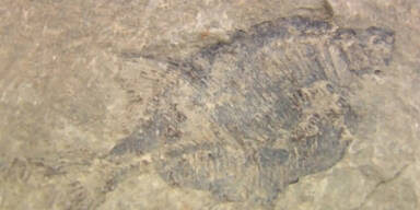 60 Millionen Jahre altes Fossil gefunden