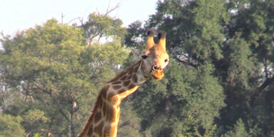 Giraffe hat Knick im Hals
