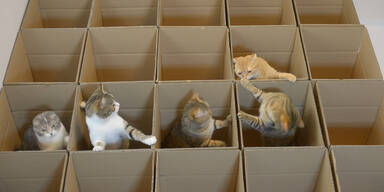Katzen haben Spaß in den Boxen