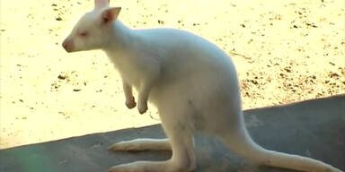 Albino-Känguru: Rarität der Natur