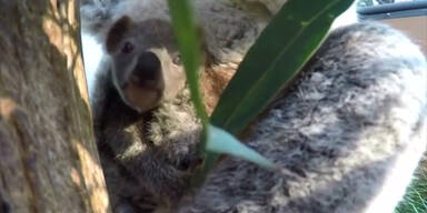 Baby-Koala begeistert Australien