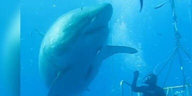 Taucher filmt riesigen Weißen Hai