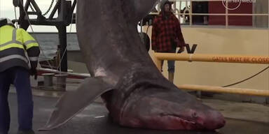 Seltener 6,3 Meter Hai wurde gefangen