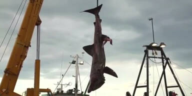Fischern geht Riesenhai ins Netz