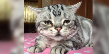 Luhu ist die traurigste Katze der Welt