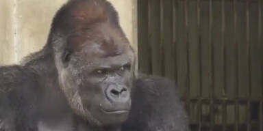 Fescher Gorilla verdreht Frauen den Kopf