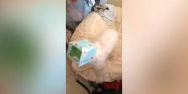 Hund verpackt sich als Geschenk