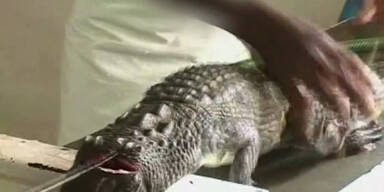 So werden Krokodile für Luxustaschen gequält