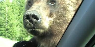 Aggressiver Grizzly attackiert Auto