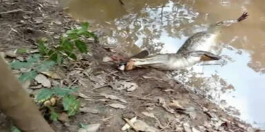 Aal grillt Alligator mit Elektro-Schock