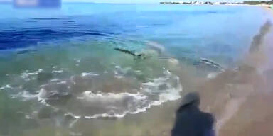 Hai in Italien gesichtet