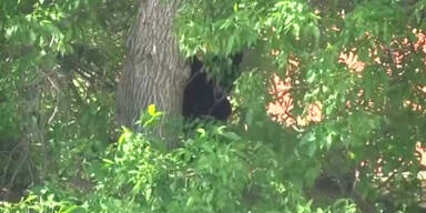 Bär fällt auf Unigelände vom Baum