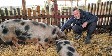 Neu-Vegetarier Jenke rettet Schwein vor dem Schlachter