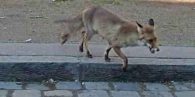 Fuchs-Alarm: Tierischer 