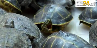 451 Schildkrötennbabys in Koffer geschmuggelt