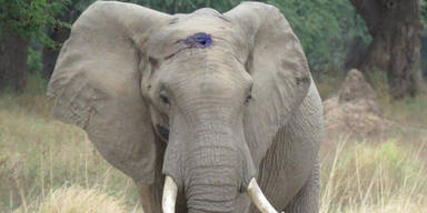 Tapferer Elefant überlebt Kopfschuss