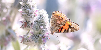''Natur im Garten'': Das sind die schönsten Schmetterlings-Fotos
