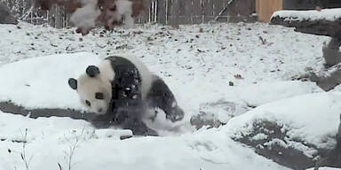 Panda erfreut sich an erstem Schnee!