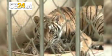 Tiger-Drillinge in China zur Welt gekommen