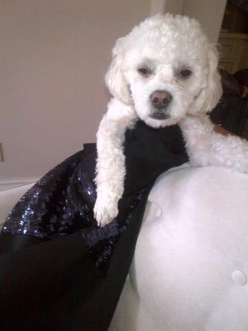 Victoria Beckhams Hund trägt Designerkleid